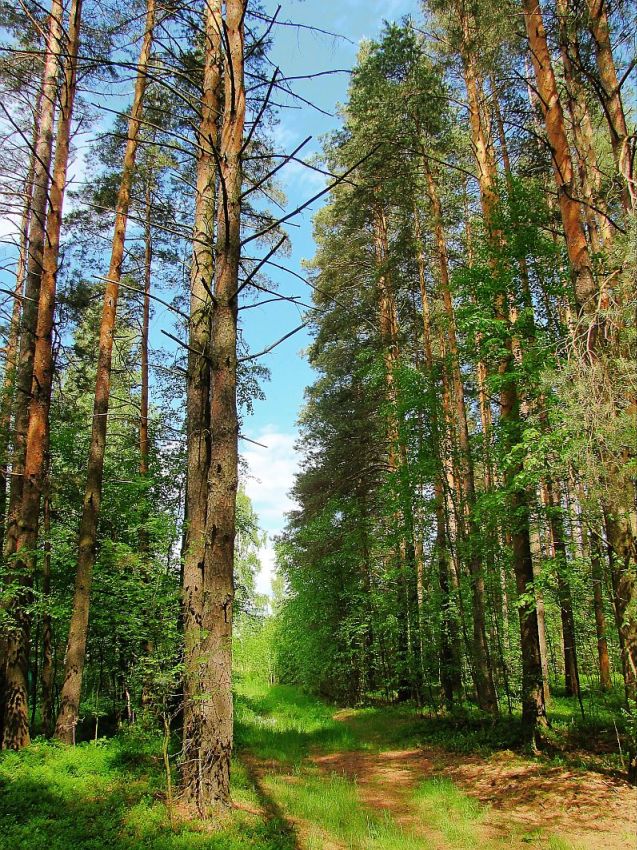 photo "***" tags: landscape, forest, summer