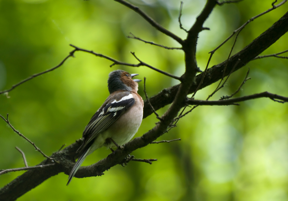 photo "***" tags: nature, wild animals