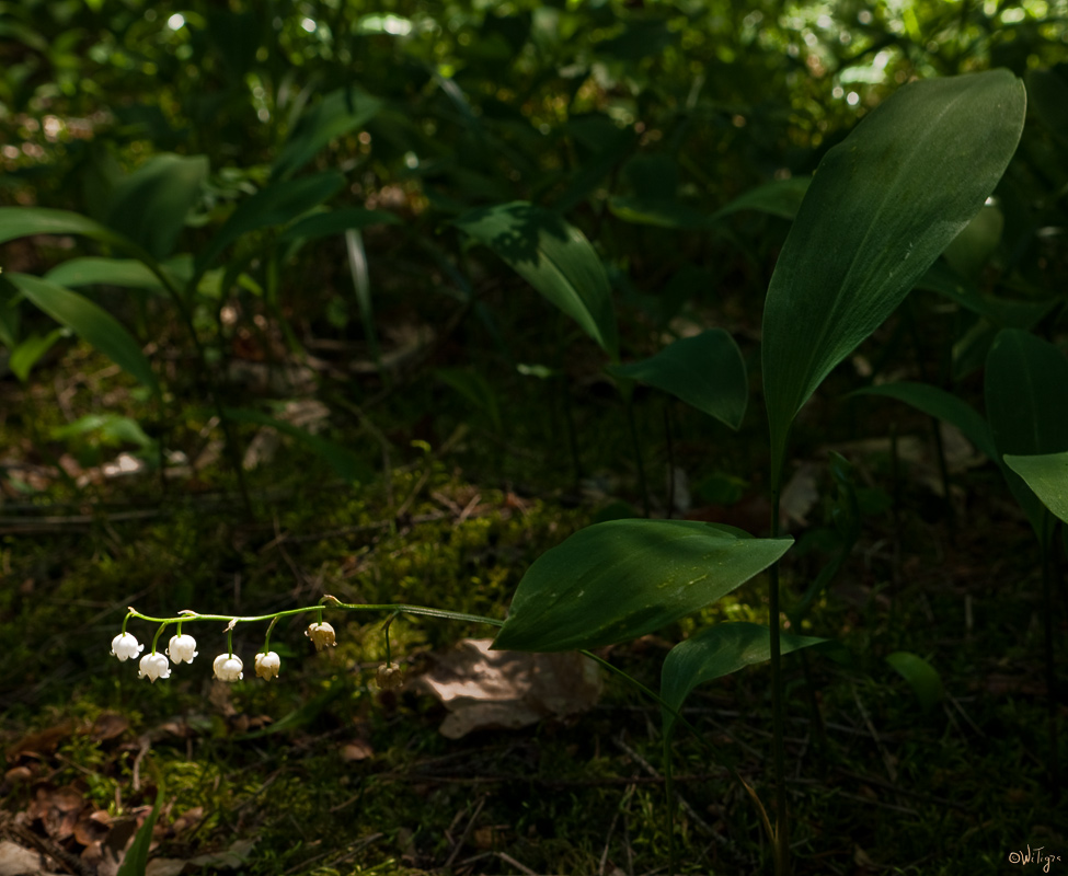 photo "Latest lily of the valley" tags: nature, macro and close-up, flowers