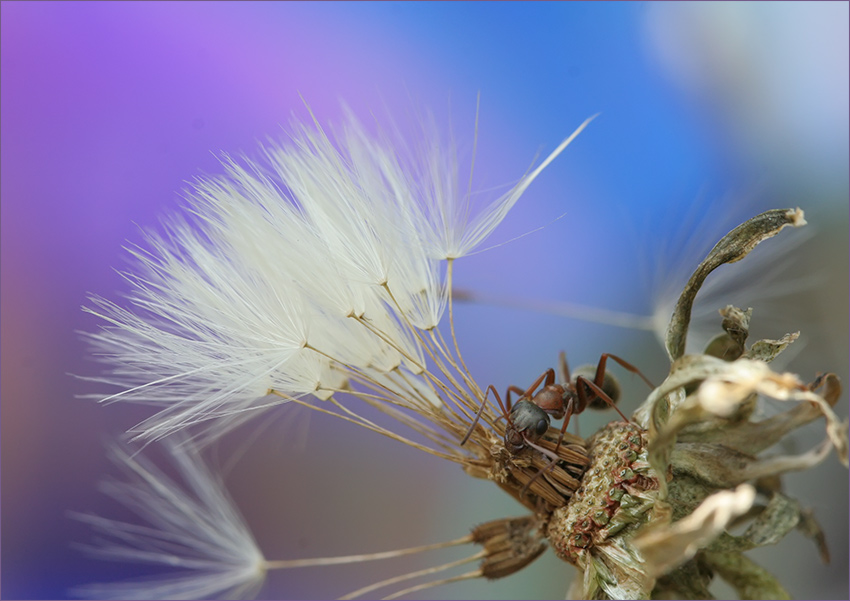 photo "***" tags: macro and close-up, 