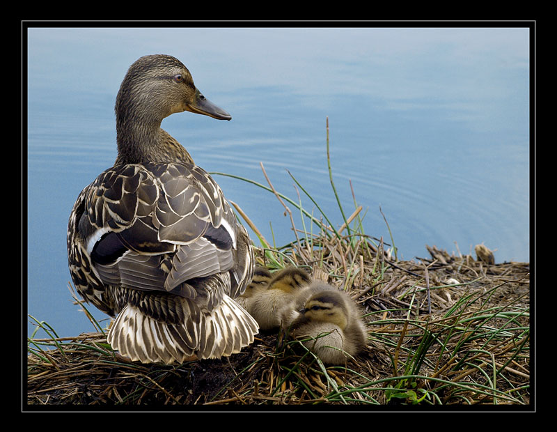 photo "Happy Mother" tags: nature, wild animals