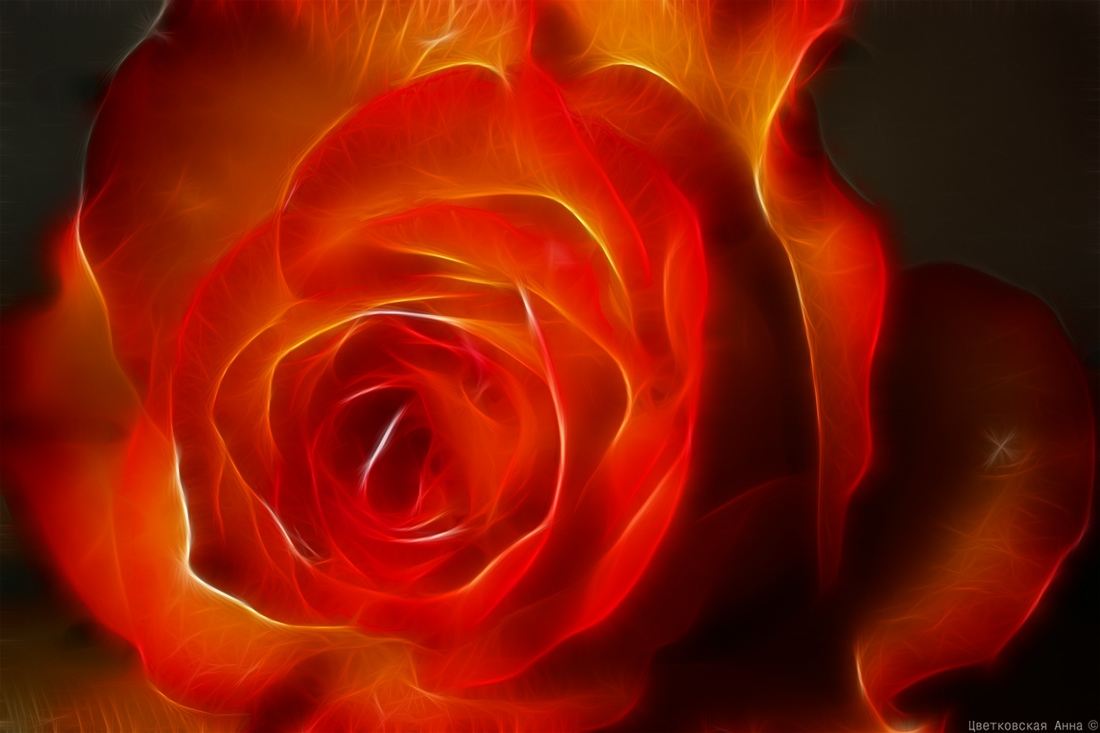 photo "***" tags: abstract, flowers