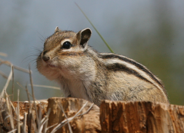 photo "Мне бы ваши заботы" tags: nature, pets/farm animals, wild animals