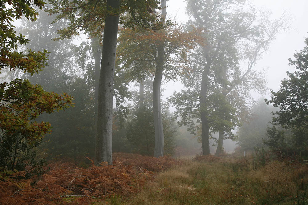 photo "Morning" tags: landscape, forest