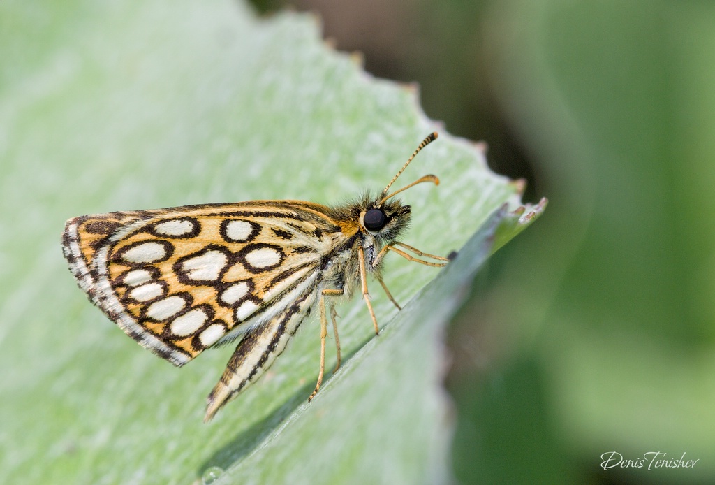 photo "***" tags: nature, macro and close-up, insect