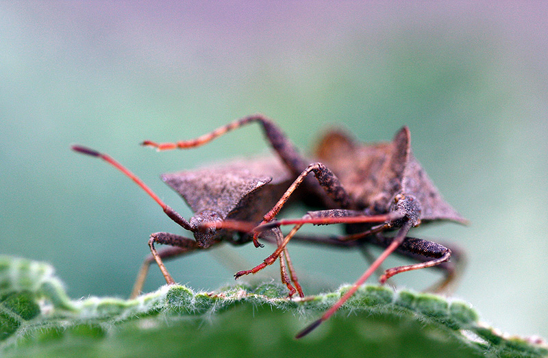 photo "They are!" tags: nature, insect