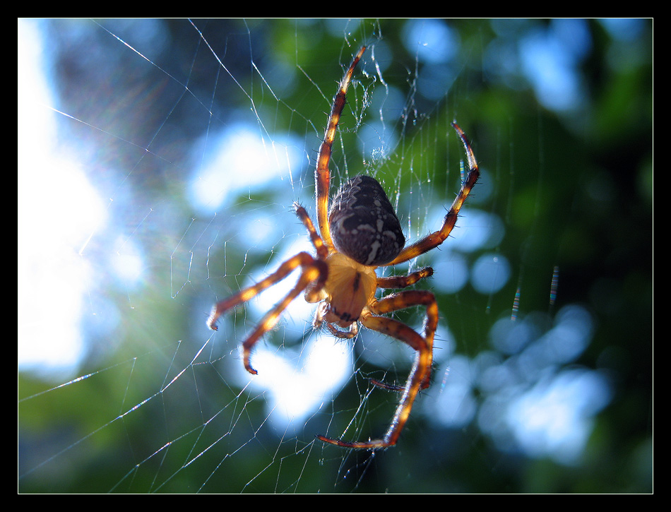 photo "***" tags: nature, macro and close-up, insect