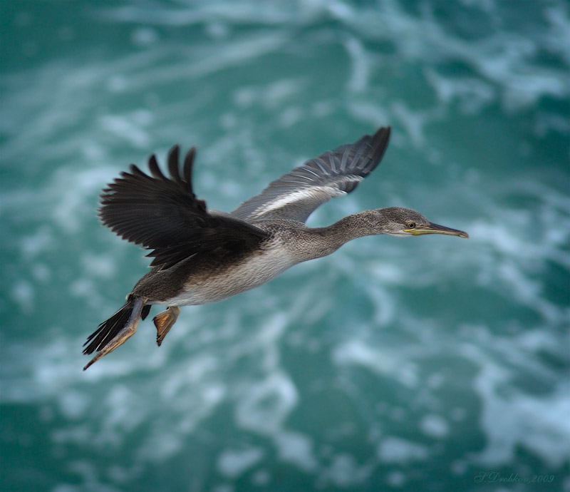 photo "***" tags: nature, wild animals