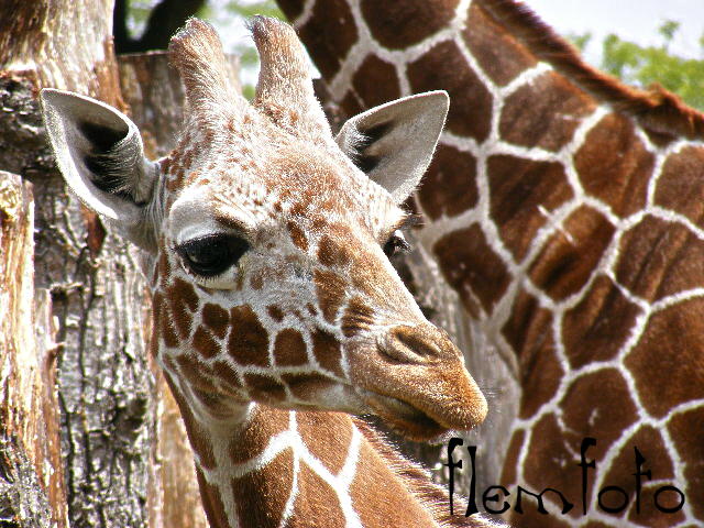 фото "Africa." метки: природа, дикие животные