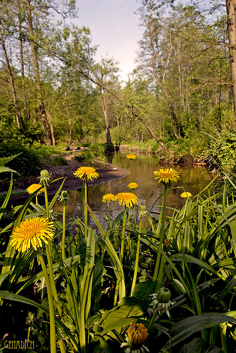 photo "***" tags: landscape, summer