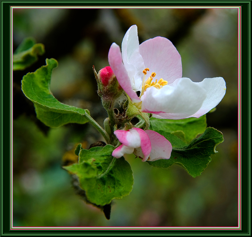 photo "*" tags: nature, flowers