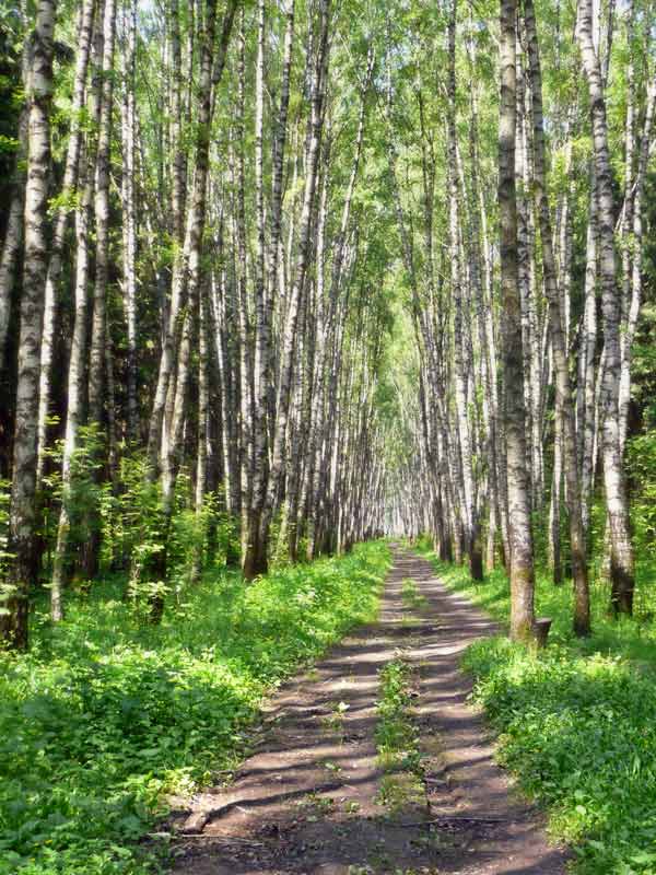 photo "***" tags: landscape, forest