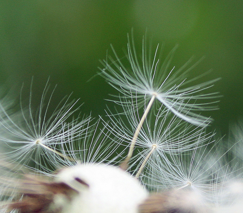 photo "***" tags: macro and close-up, nature, flowers