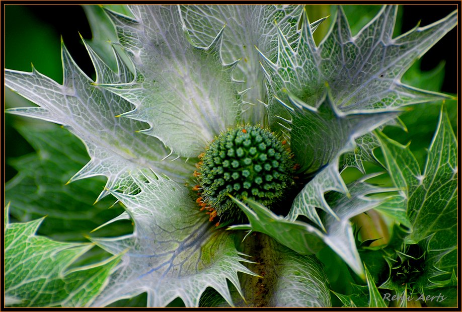 фото "silver flower" метки: природа, фрагмент, цветы