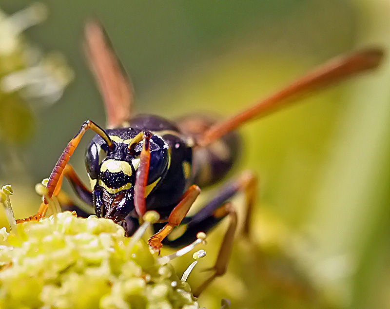 photo "I will nravlyus? .." tags: nature, insect