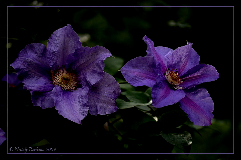 photo "Clematis" tags: nature, flowers