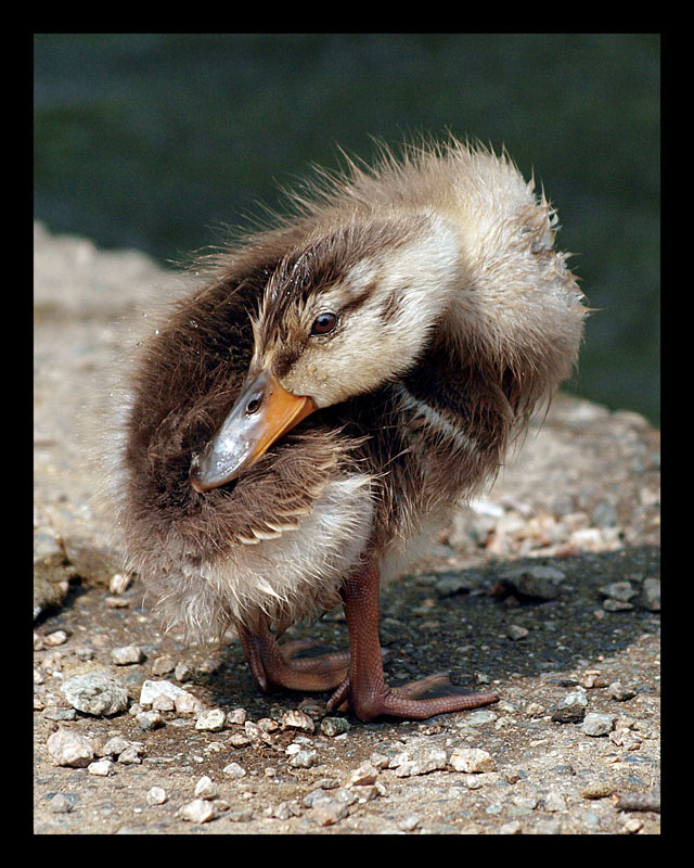 photo "Mallard duckling" tags: nature, wild animals