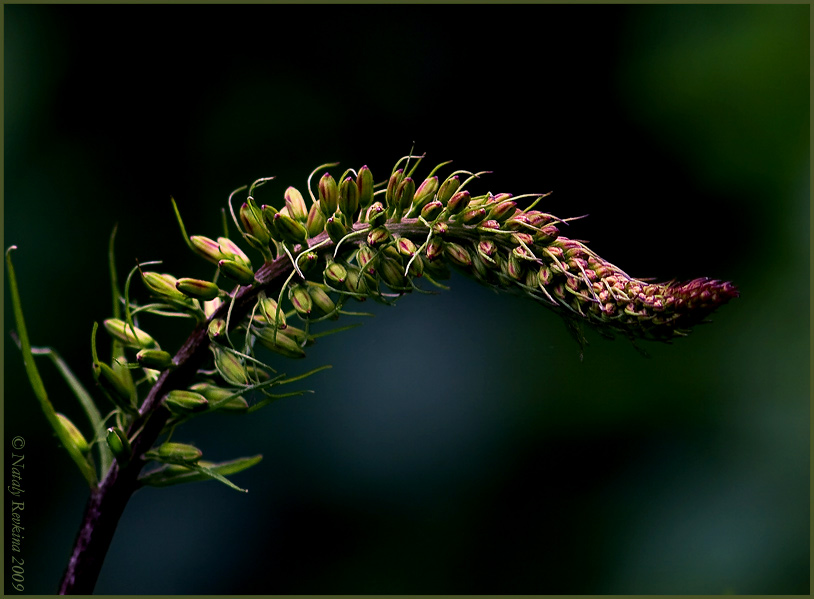 photo "***" tags: nature, flowers