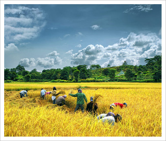 photo "Harvest" tags: landscape, 