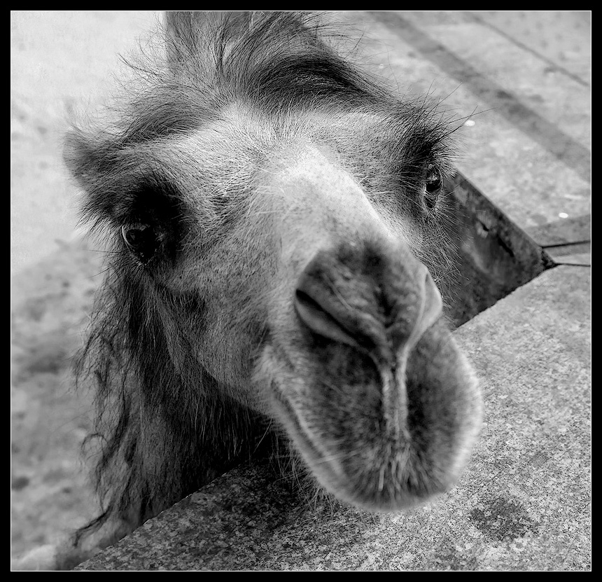 photo "Camel" tags: nature, portrait, man, wild animals
