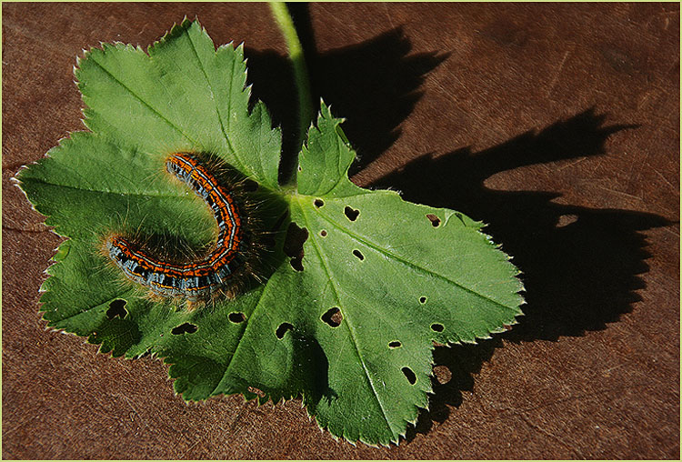 photo "The Sunbathing" tags: nature, insect