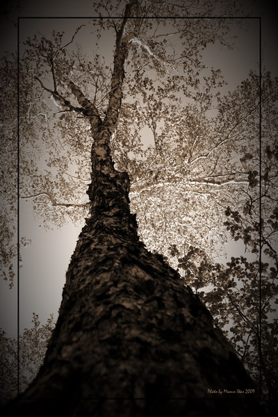 photo "***" tags: landscape, forest