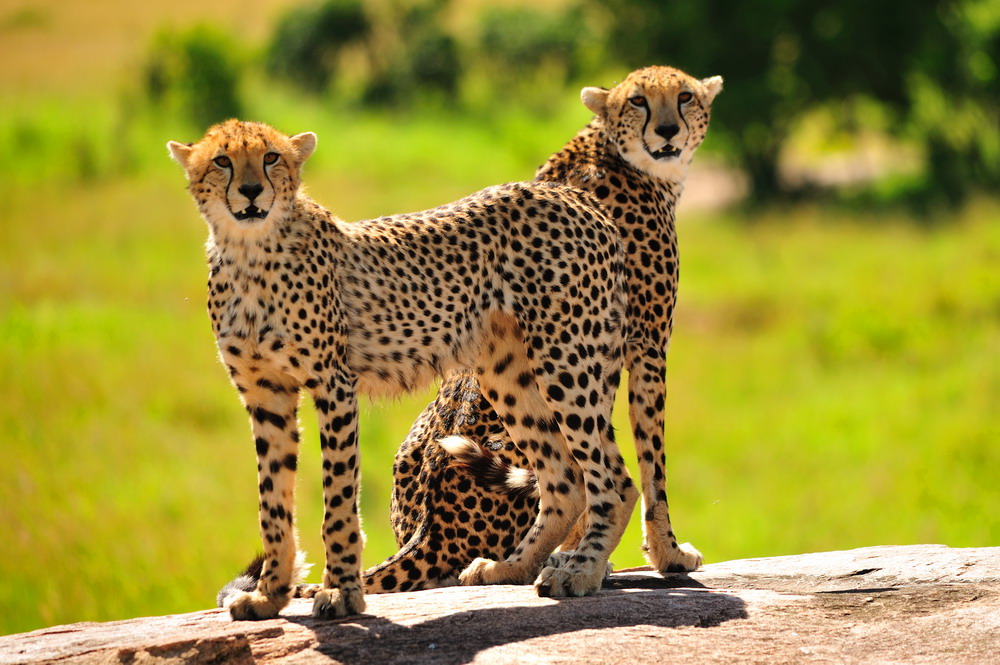 фото "Cheetahs" метки: природа, дикие животные