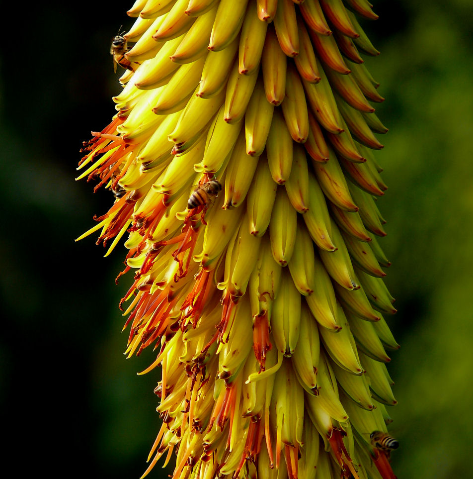 фото "Aloe" метки: природа, цветы