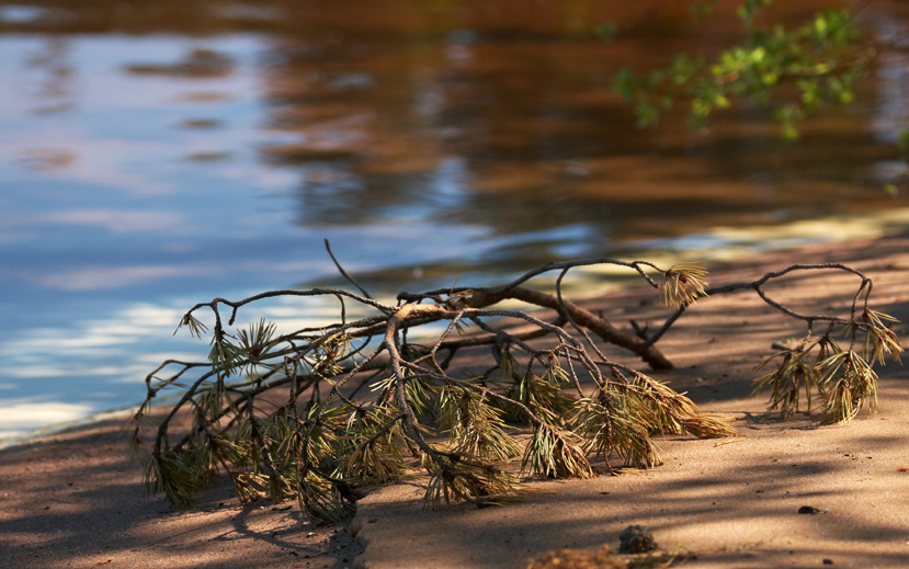 photo "***" tags: nature, landscape, flowers, water