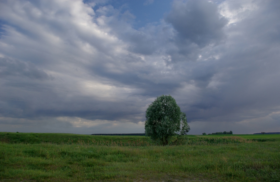 photo "Lonely tree" tags: landscape, clouds, summer