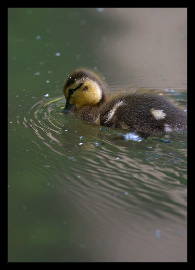 photo "***" tags: nature, wild animals