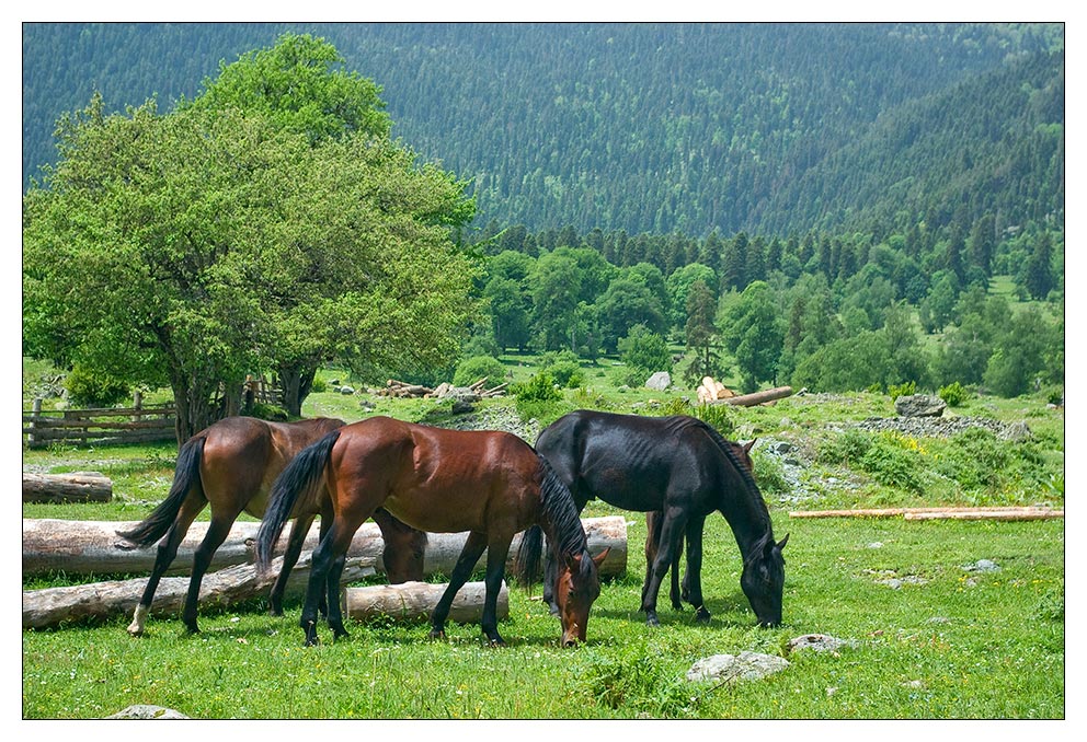 photo "***" tags: landscape, nature, pets/farm animals