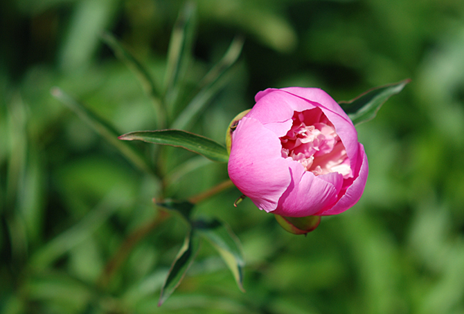 photo "***" tags: nature, flowers