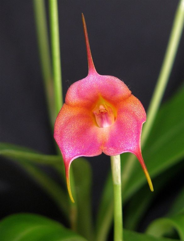 photo "Masdevallia.Blushing Belle 'Dawn'" tags: nature, flowers