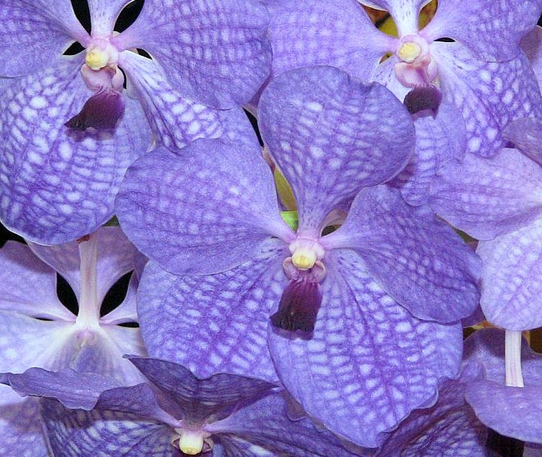 photo "Vanda Orchid." tags: nature, flowers