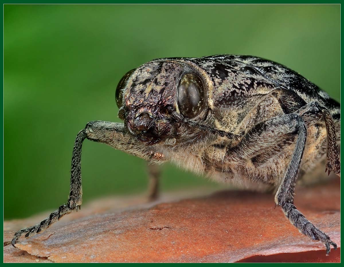 photo "Portrait of the bug" tags: nature, macro and close-up, insect