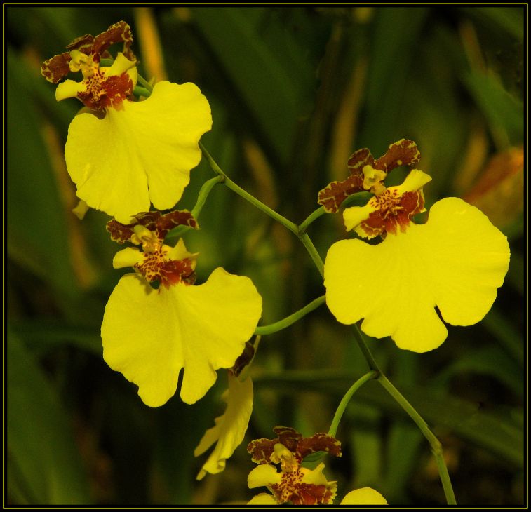 photo "Dancing Lady - Orchid." tags: nature, flowers