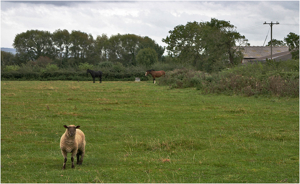 photo "Curious a sheep" tags: travel, nature, Europe, pets/farm animals, овцы