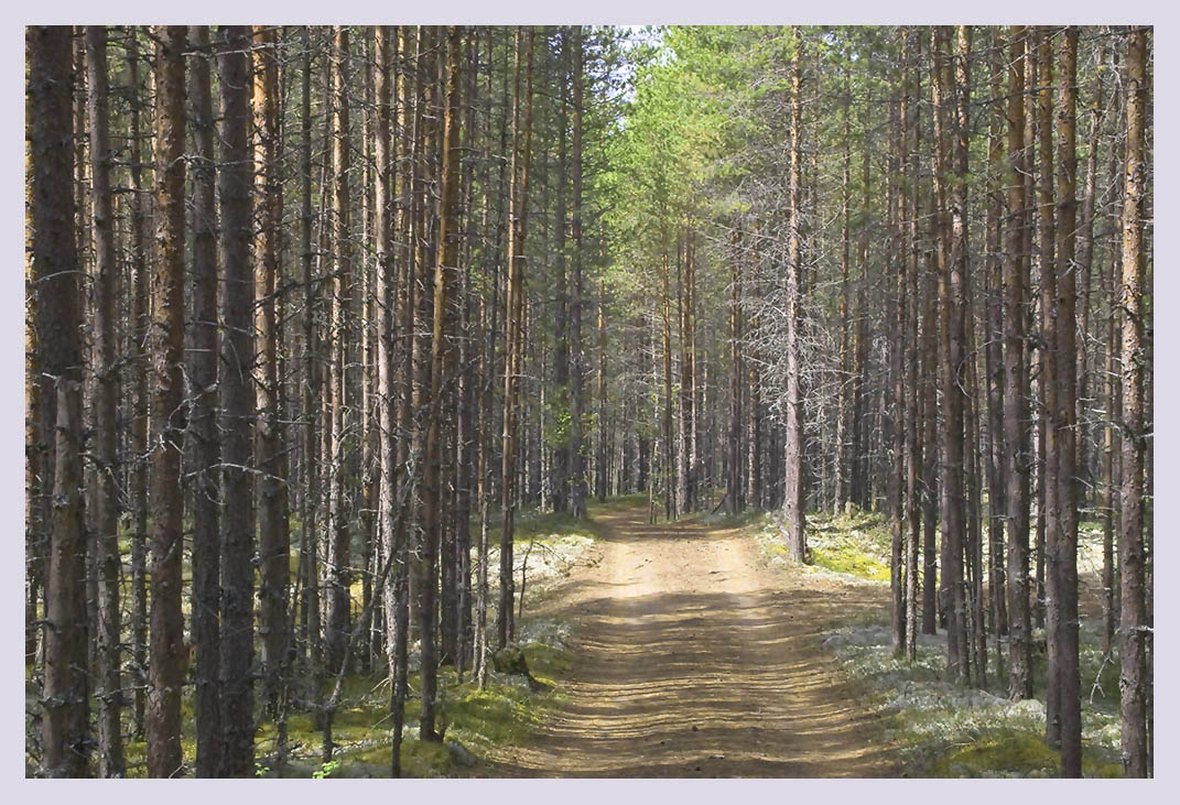 фото "простая геометрия леса" метки: пейзаж, лес