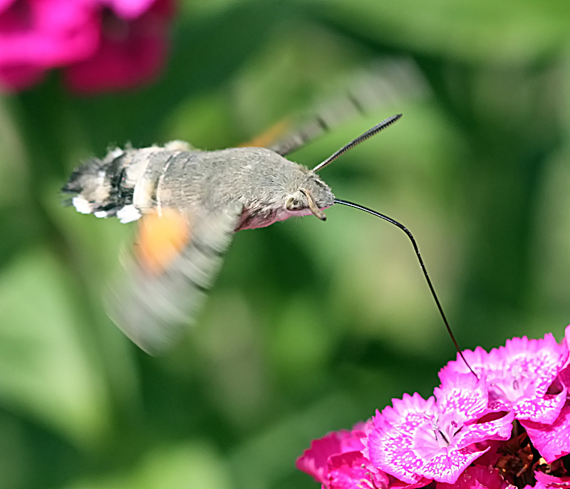 photo "Refueling" tags: nature, insect