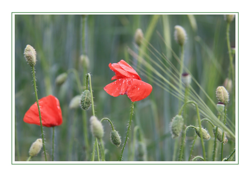 photo "***" tags: nature, flowers