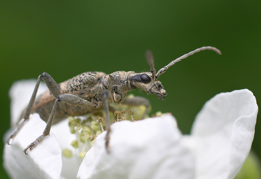 photo "***" tags: macro and close-up, nature, insect