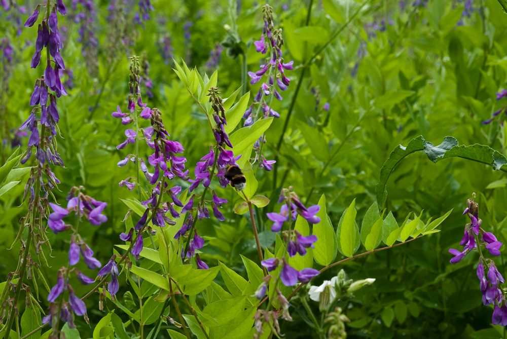 photo "In a high grass" tags: nature, landscape, flowers, summer