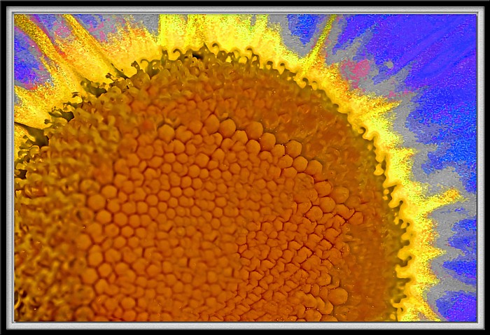 photo "Good Day Sunshine" tags: nature, montage, flowers