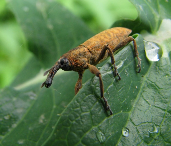 photo "***" tags: nature, macro and close-up, insect