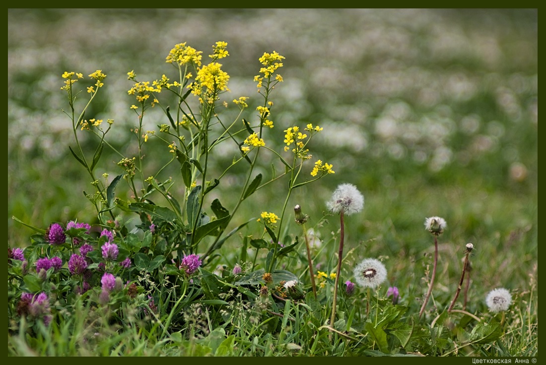 photo "***" tags: nature, flowers