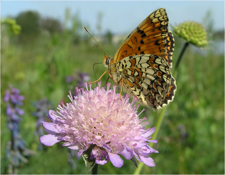 photo "Meadow" tags: nature, macro and close-up, insect