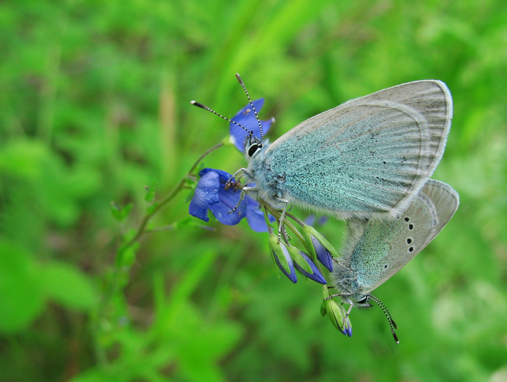 photo "Butterfly" tags: nature, macro and close-up, insect