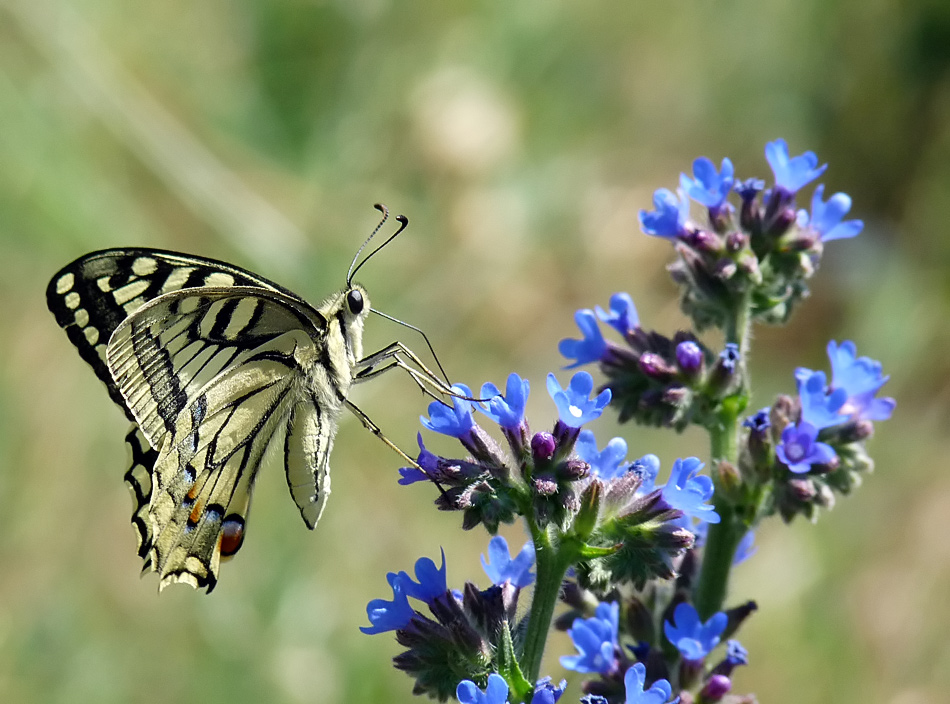 фото "Papilio machaon" метки: природа, насекомое