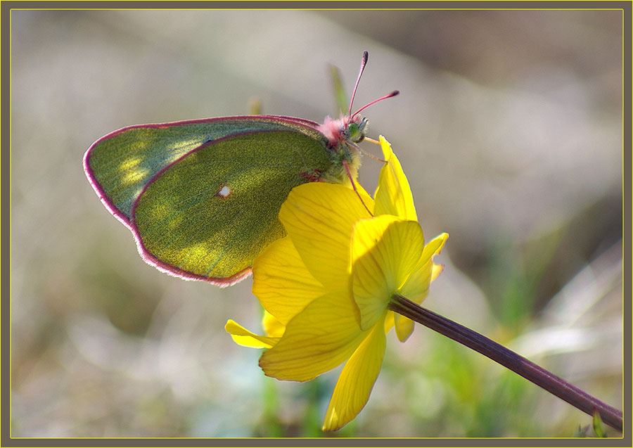 photo "***" tags: nature, flowers, insect